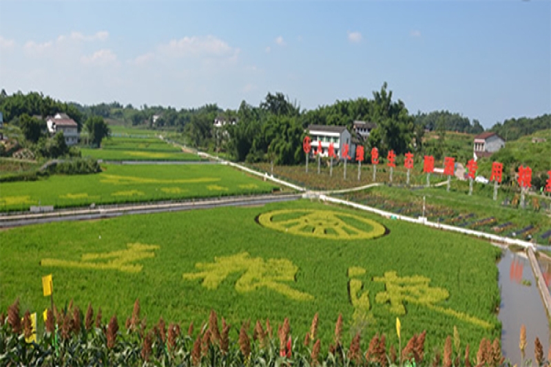 翠屏区李庄左湾五粮液酿酒专用粮基地农产品溯源系统